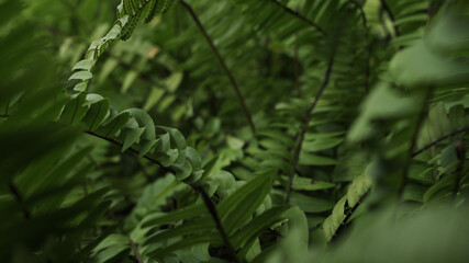 green leaf plants macro