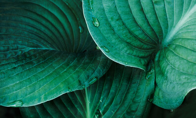 Obraz premium Spectacular large leaves of Hosta flower close up covered with water drops. Minimal composition. Green wallpaper. Copy space