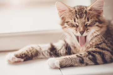 Fototapeta premium Little tabby kitten lying and meowing indoors