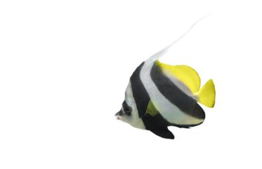Longfin bannerfish isolated on transparent background, side view. Heniochus acuminatus fish cutout icon with copy space
