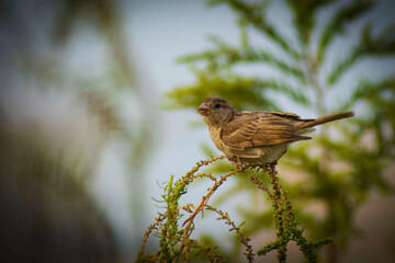sparrow on a branch