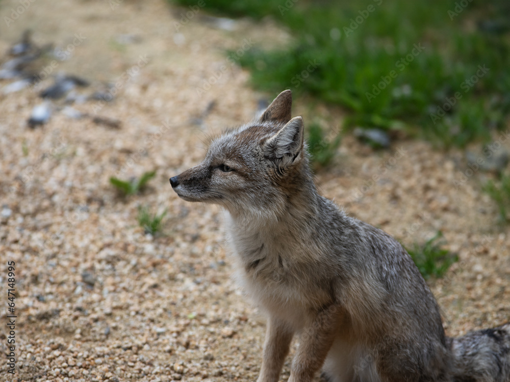 Wall mural portrait corsac fox in wild nature