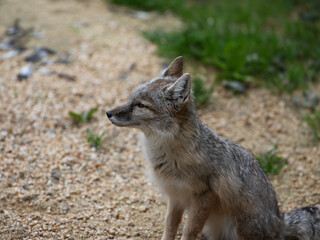 Naklejka na ściany i meble portrait corsac fox in wild nature