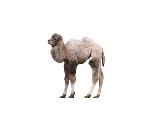 young camel lies isolated on white background