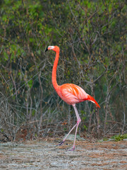 beautiful flamingo walks through the forest