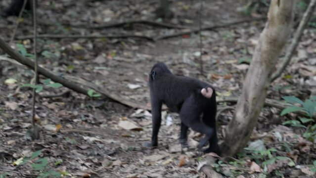 A free, wild monkey (Celebes crested macaque) walking around in the jungle. Filmed in slow motion in Sulawesi, Indonesia, within Tangkoko National Park.
