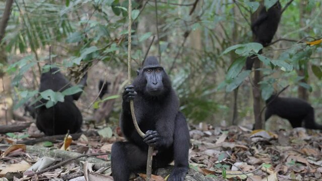 A free, wild monkey (Celebes crested macaque) sitting on the ground in the jungle and looking around. Filmed in slow motion in Sulawesi, Indonesia, within Tangkoko National Park.