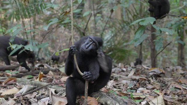 A free, wild monkey (Celebes crested macaque) sitting on the ground in the jungle and scratching itself. Filmed in slow motion in Sulawesi, Indonesia, within Tangkoko National Park.