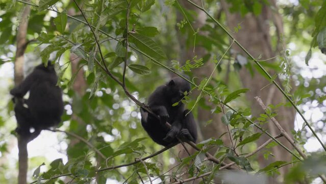 A free, wild baby monkey (Celebes crested macaque) sitting on a tree in the jungle. Filmed in slow motion in Sulawesi, Indonesia, within Tangkoko National Park