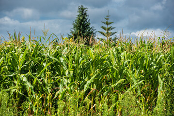 Among stones, flowers and vineyards of Albariño in Galicia, Spain