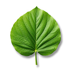 a single green leaf  on Transparent  background