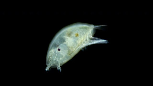 Cypris larva genus Balanus under microscope, family Balanidae. Attaches to substrate at bottom and undergoes metamorphosis, transforming into an adult barnacle. White sea
