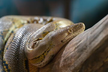 Close up portrait of a beautiful python snake on a branch