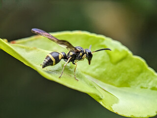 Wasp on Green Leaf Macro Photography