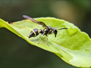 Wasp on Green Leaf Macro Photography