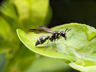 Wasp on Green Leaf Macro Photography