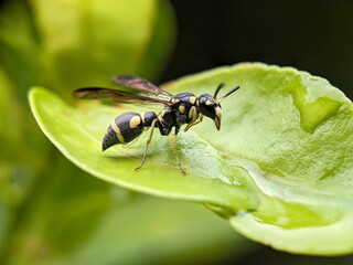 Wasp on Green Leaf Macro Photography