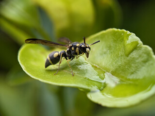 Wasp on Green Leaf Macro Photography