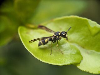 Wasp on Green Leaf Macro Photography