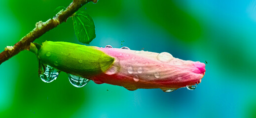 Pink hibiscus flowers on blurred background with space for text.