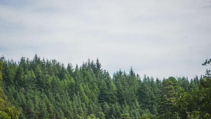 Pine forest on a sunny day