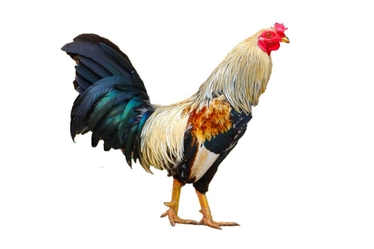 colorful free range male rooster isolated on white background with clipping path