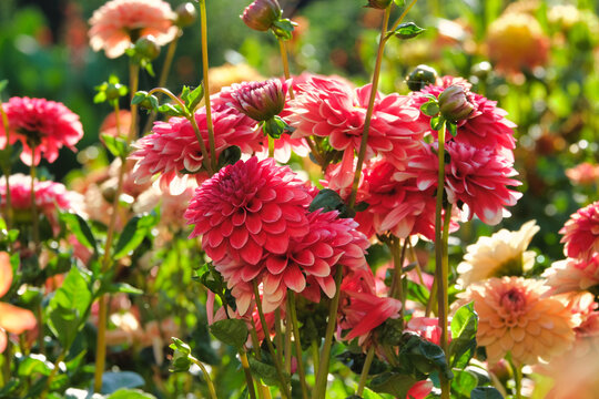 Dahlien im Beet