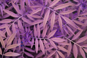 Purple background. Lilac, pink leaves. Blank for the designer. Basis for a postcard. Wallpaper with a pattern. Abstraction of nature