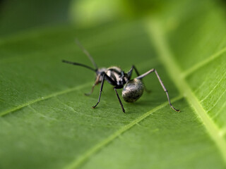 Black Garden Ant on Green Leaf Macro Photography