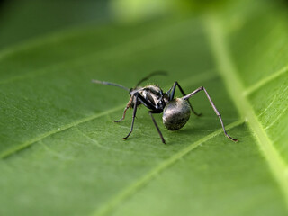 Black Garden Ant on Green Leaf Macro Photography