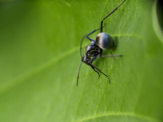 Black Garden Ant on Green Leaf Macro Photography