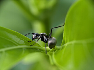Black Garden Ant on Green Leaf Macro Photography