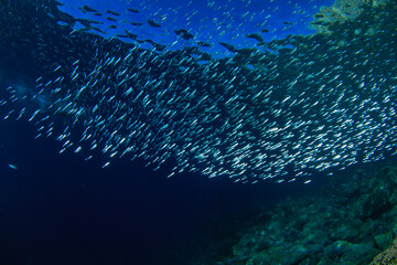 Hundreds of grey and silver fish swim in groups amidst the blue Atlantic Ocean