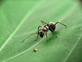 Black Garden Ant on Green Leaf Macro Photography