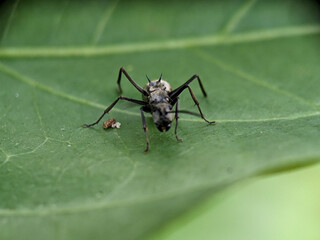 Black Garden Ant on Green Leaf Macro Photography