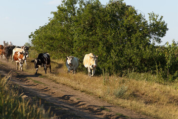 Obraz premium A herd of adult cows return home from pasture under supervision in evening of shepherds. Cows run a rural road