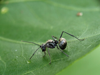 Black Garden Ant on Green Leaf Macro Photography