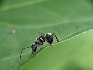 Black Garden Ant on Green Leaf Macro Photography