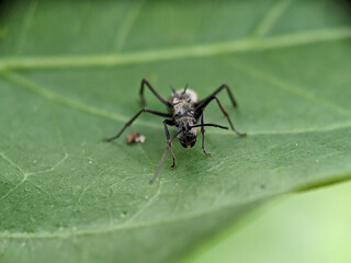 Black Garden Ant on Green Leaf Macro Photography