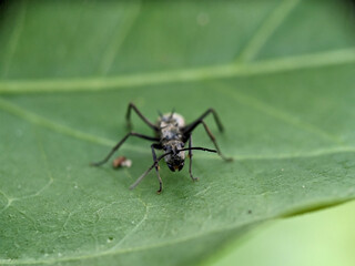 Black Garden Ant on Green Leaf Macro Photography