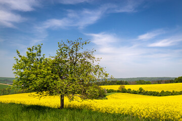 Czech Republic. South Moravia. Rapeseed field in spring time