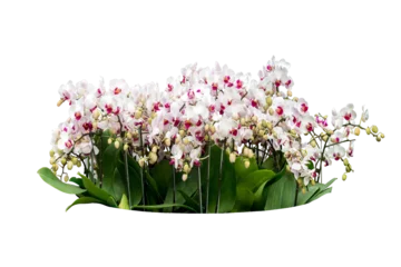 Fotobehang orchid plant isolated © sakdam
