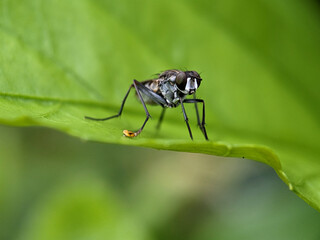 House Fly on Green Leaf Macro Photography