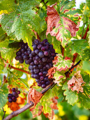 reife Weintrauben am Weinstock