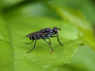 House Fly on Green Leaf Macro Photography