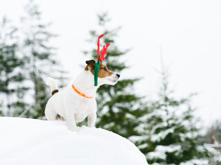 Dog wearing orange collar with LED lights and Christmas costume walking in deep snow on winter day