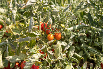 Beautiful red ripe tomatoes. New harvest bush tomatoes grown in a greenhouse. Close-up.