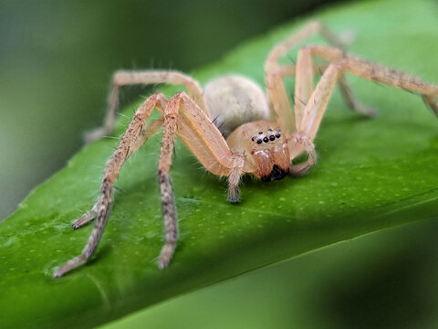 Spider on Green Leaf Macro Photography