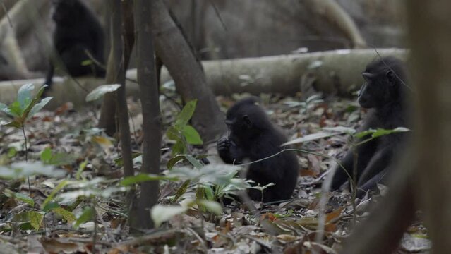 A baby monkey and his mother (Celebes crested macaque) sitting and playing with each other on the ground in the jungle. Filmed in slow motion in Sulawesi, Indonesia, within Tangkoko National Park.