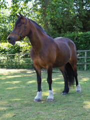 Beautiful Bay Horse